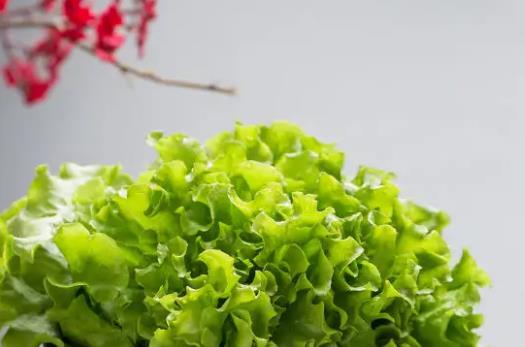 生菜屬于涼性還是熱性?哪些人不宜吃生菜?