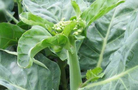 孕婦可以吃芥藍(lán)嗎?孕婦吃芥藍(lán)有哪些好處?