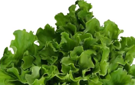 經期可以吃生菜嗎?吃生菜需要注意什么?