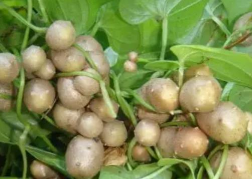 山藥豆怎么長(zhǎng)期保存?山藥豆發(fā)芽了是什么樣子的圖片