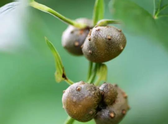 山藥豆發(fā)芽了還能吃嗎?山藥豆和山藥有什么關(guān)系