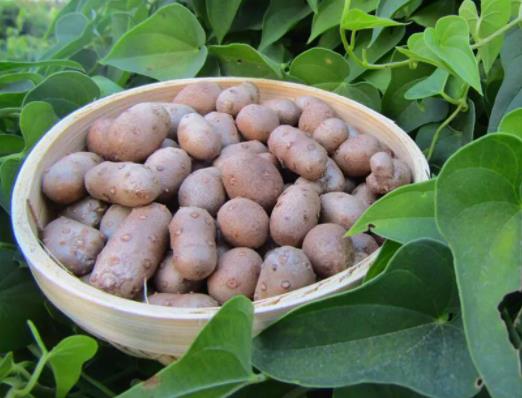 吃山藥豆有什么好處?山藥豆怎么放才不發(fā)芽