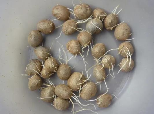 山藥豆怎么長(zhǎng)期保存?山藥豆發(fā)芽了是什么樣子的圖片
