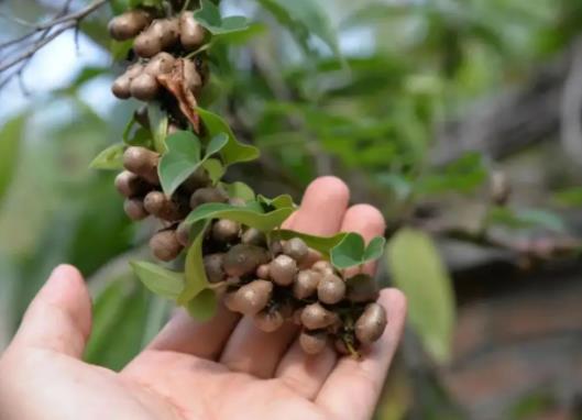 山藥豆和山藥的營養(yǎng)價值一樣嗎?山藥豆發(fā)芽了還能吃嗎