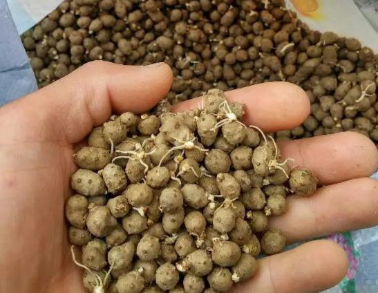山藥豆發(fā)芽了還能吃嗎?山藥豆和山藥有什么關(guān)系
