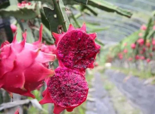 火龍果變質(zhì)會(huì)不會(huì)中毒?火龍果的營(yíng)養(yǎng)價(jià)值