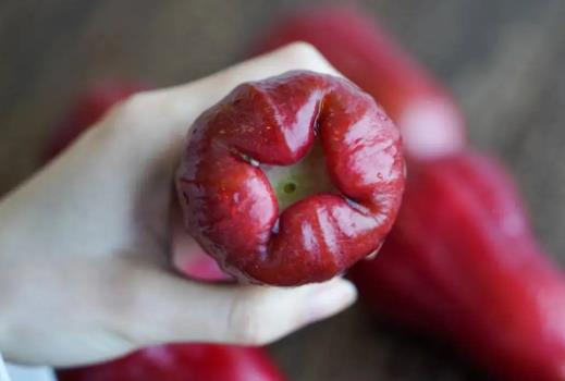 蓮霧能和甘蔗一起吃嗎?蓮霧和青棗哪個(gè)營養(yǎng)價(jià)值高