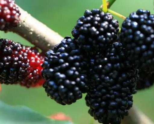桑葚泡酒用什么酒好?經(jīng)常吃桑葚對喝酒有提升嗎