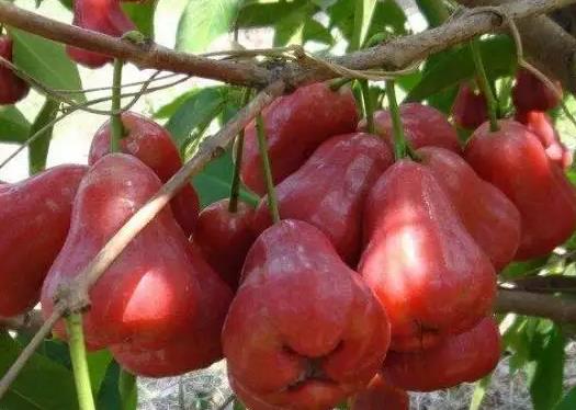 蓮霧整個(gè)都可以吃嗎?蓮霧和無(wú)花果的區(qū)別