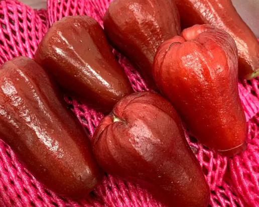 蓮霧整個(gè)都可以吃嗎?蓮霧和無(wú)花果的區(qū)別