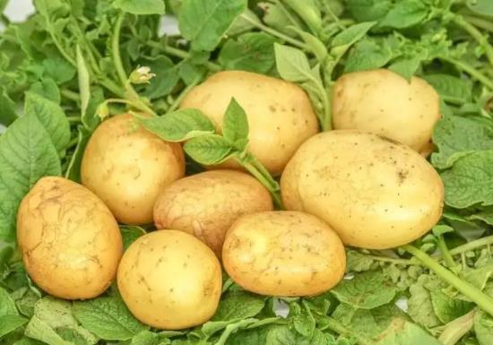 發(fā)芽的土豆多切掉一點能不能吃?土豆怎么保存不發(fā)芽