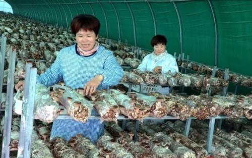 金福融證券:脫貧高質(zhì)量 大步奔小康