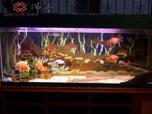 風(fēng)水魚有哪些？風(fēng)水魚缸擺放位置