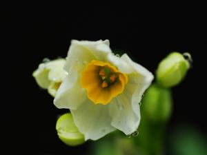 水仙花對(duì)家居環(huán)境的影響-水仙花的風(fēng)水學(xué)應(yīng)用