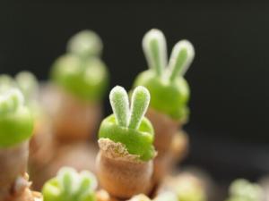 碧光環(huán)與家居風(fēng)格的搭配-碧光環(huán)的風(fēng)水學(xué)應(yīng)用