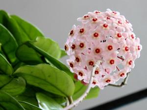 球蘭與家居風(fēng)格的搭配-球蘭的風(fēng)水學(xué)應(yīng)用