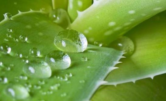 蘆薈可以直接涂臉上嗎?蘆薈有哪些功效?