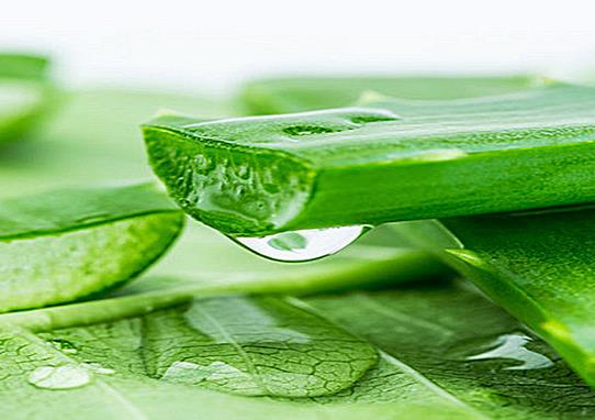 蘆薈膠和什么搭配可以美白?蘆薈膠的蘆薈含量多少最好?