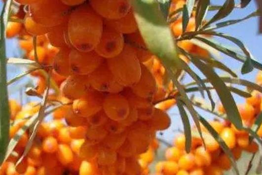養(yǎng)膚美白水果 我們可以靠吃水果來美白