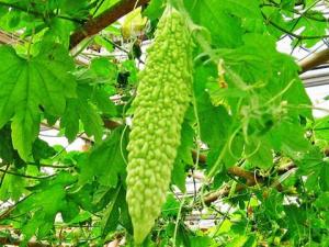 經(jīng)期減肥高峰期食譜：涼瓜滾肉片的做法