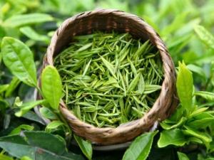 喝綠茶有減肥的功效嗎？喝綠茶能減肥嗎