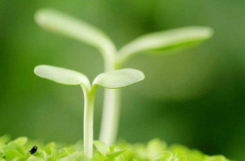 春季要注意預(yù)防這些疾病 春季怎么養(yǎng)生好