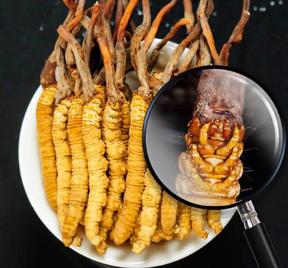 “冬蟲夏草”是蟲還是草?冬蟲夏草怎么形成的?