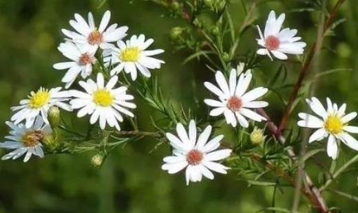 紫菀有哪些作用?怎么挑選紫菀?