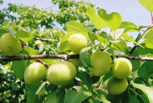 胃不好可以吃青梅嗎?吃青梅有哪些好處