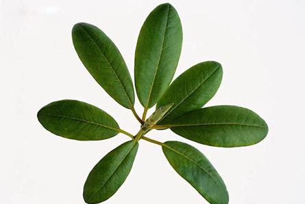 枇杷葉熬水止咳的原理是什么?喝枇杷葉水咳嗽加重怎么辦?