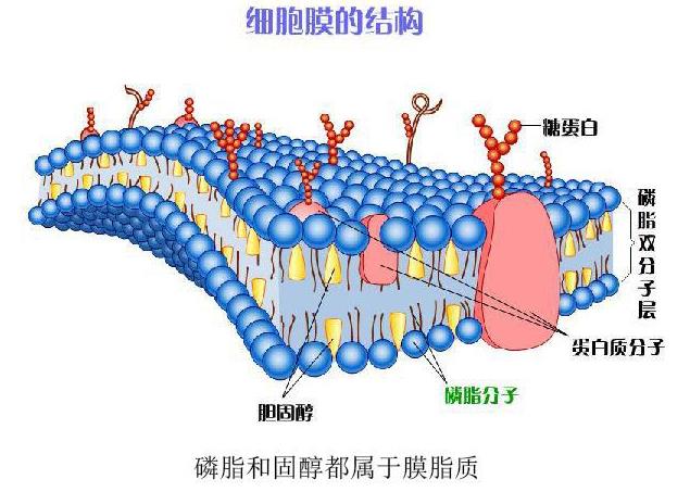 為什么會出現(xiàn)弱精癥?他弱精吃fertimale二個月后,好了