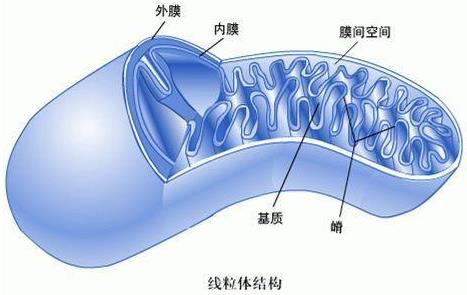 為什么會出現(xiàn)弱精癥?他弱精吃fertimale二個月后,好了