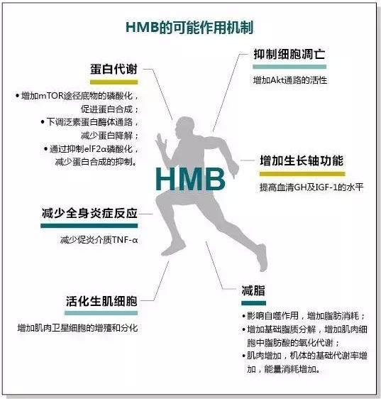 十年磨一劍,HMB不改初心守護老年人肌肉健康