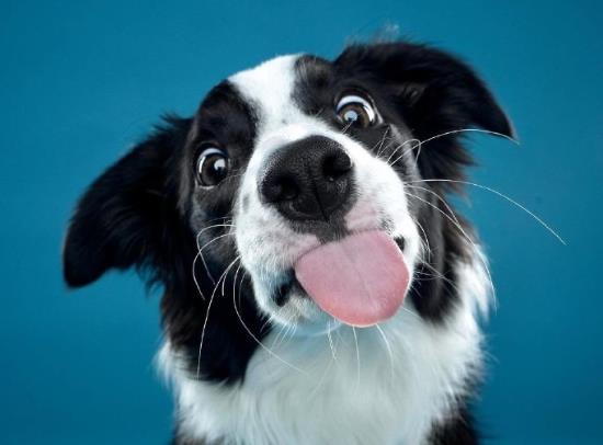 狂犬病真的沒(méi)救了嗎?老是擔(dān)心自己得狂犬病了怎么辦?