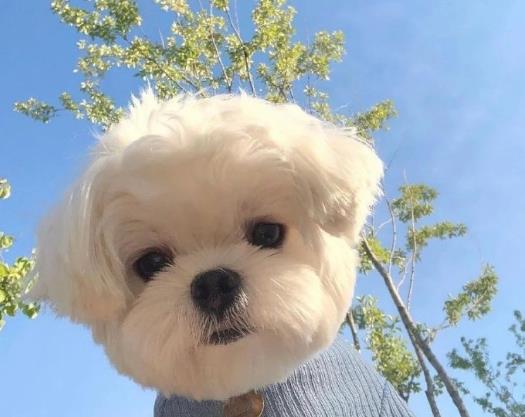 狂犬病潛伏期是多長(zhǎng)時(shí)間?狂犬病人會(huì)傳染給人嗎?
