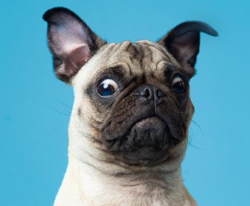中國已經(jīng)沒有狂犬病了是真的假的?怎么判斷人得了狂犬病沒?