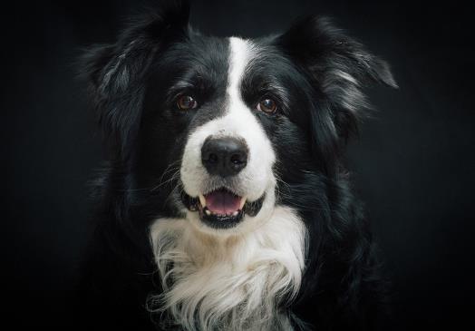 狂犬病真的沒(méi)救了嗎?老是擔(dān)心自己得狂犬病了怎么辦?