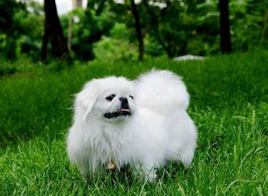 狂犬病潛伏期是多長(zhǎng)時(shí)間?狂犬病人會(huì)傳染給人嗎?