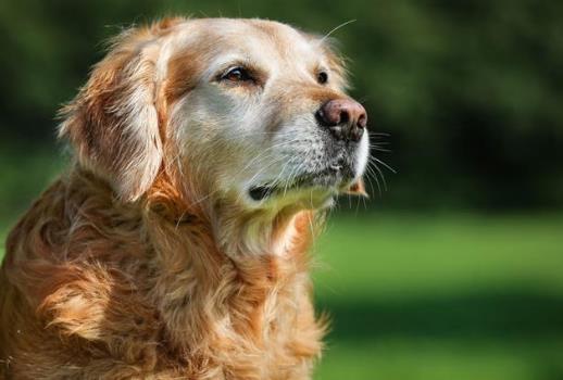 狂犬病潛伏期是多長(zhǎng)時(shí)間?狂犬病人會(huì)傳染給人嗎?