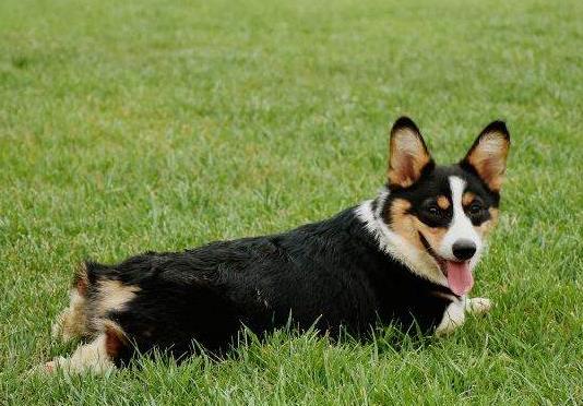 在什么條件下才會感染狂犬?狗狗爪子劃了輕微紅了沒破皮要緊嗎