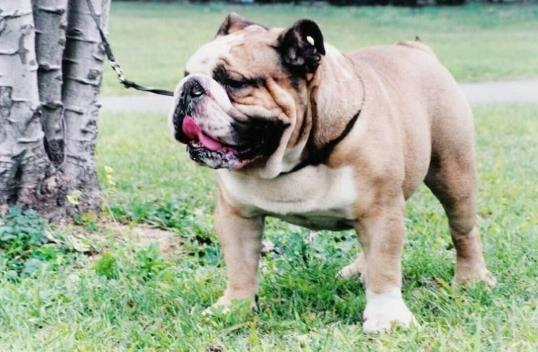 在什么條件下才會感染狂犬?狗狗爪子劃了輕微紅了沒破皮要緊嗎
