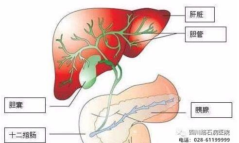 還在猶豫“切膽”還是“保膽”?四川結(jié)石病醫(yī)院告訴你答案!