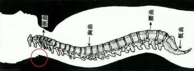 重慶紅樓醫(yī)院骨科收費高嗎_評價好不好_對癥治療醫(yī)術精湛