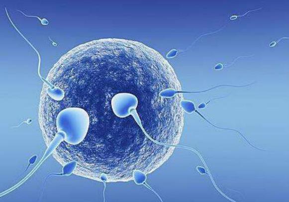芬愛兒孕育:了解精子形態(tài)的小秘密,助您成功受孕!
