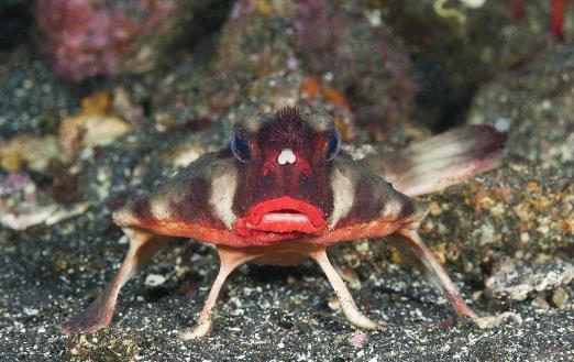 紅唇蝙蝠魚.jpg