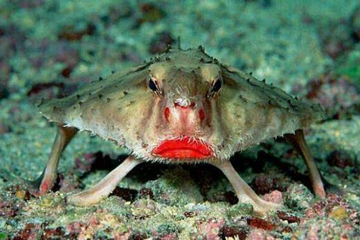 紅唇蝙蝠魚2.jpg