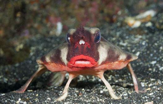 紅唇蝙蝠魚3.jpg