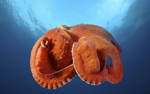 北太平洋巨型章魚2.jpg
