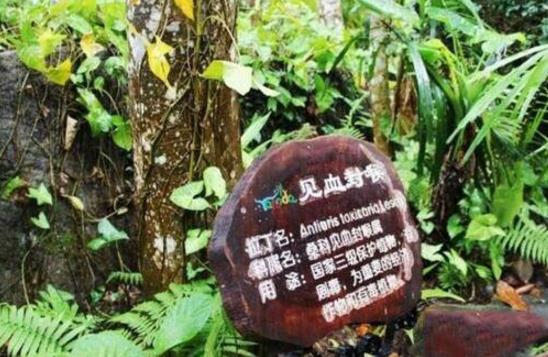 箭毒木.jpg