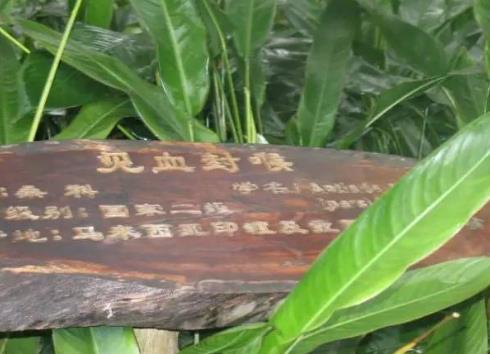 箭毒木2.jpg
